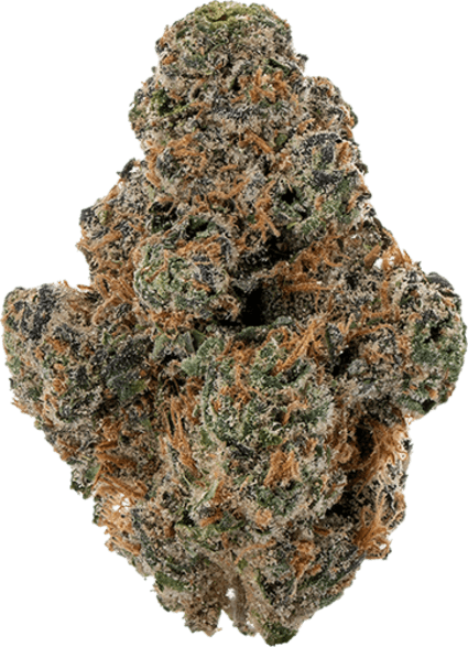 Apricot Stomper image 1